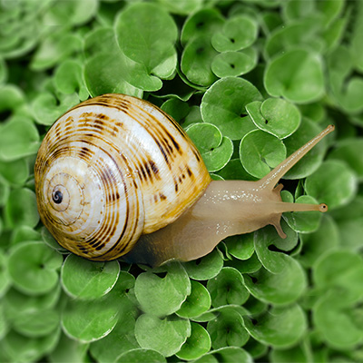 Caracolillo Blanquillo