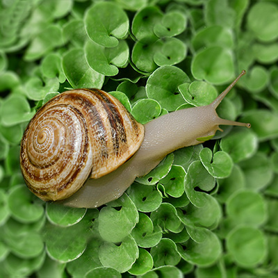 Caracol Viñal